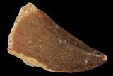 Mosasaur (Prognathodon) Tooth - Morocco #101046-1